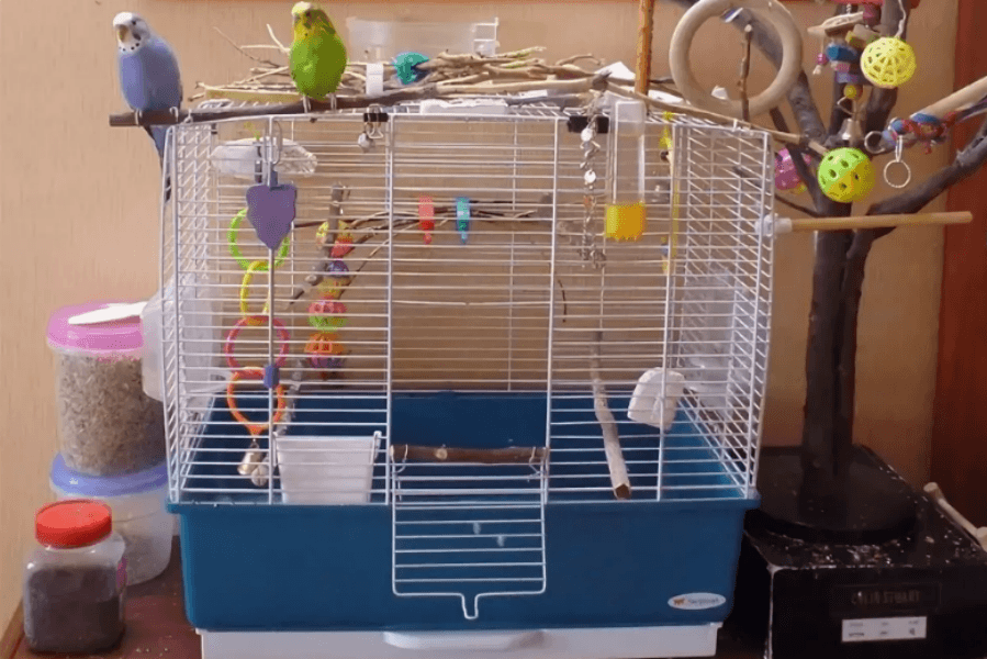 Как обустроить клетку для волнистого попугая, где поставить?
