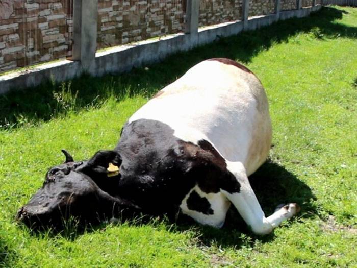 Что делать, если корова не ест и не пьет
