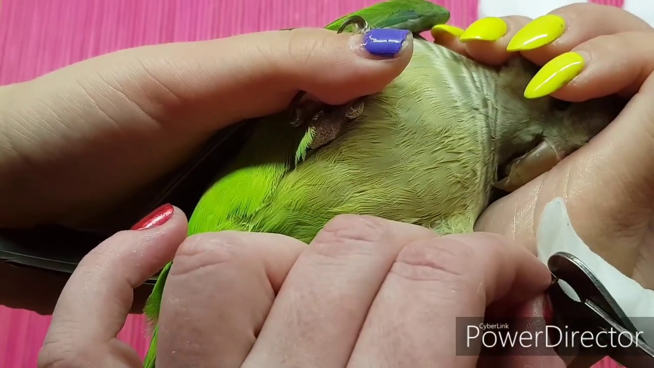 Как подстричь когти волнистому попугаю, корелла — в домашних условиях