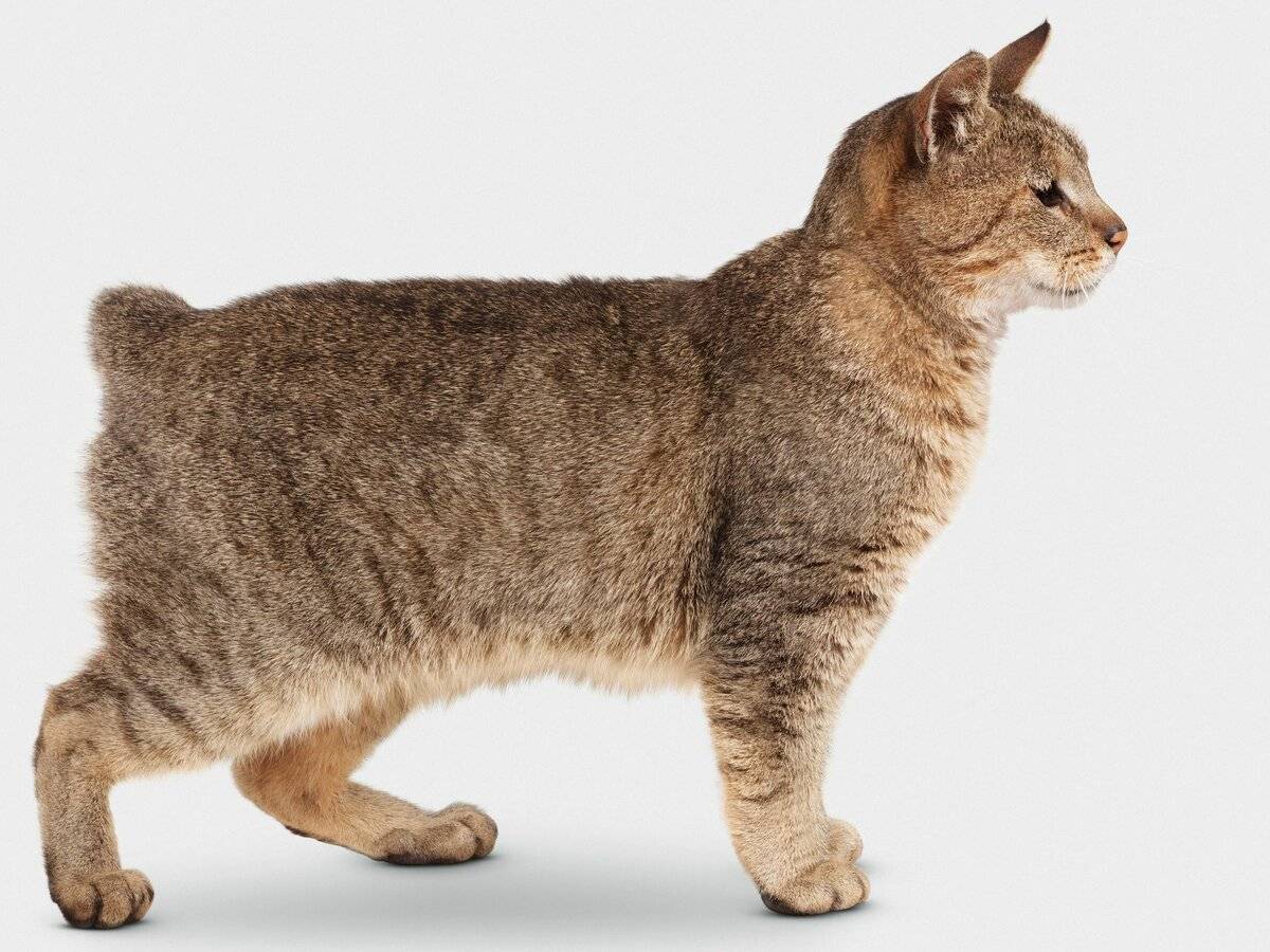 Пиксибоб – порода кошек, описание, внешний вид и характер, фото