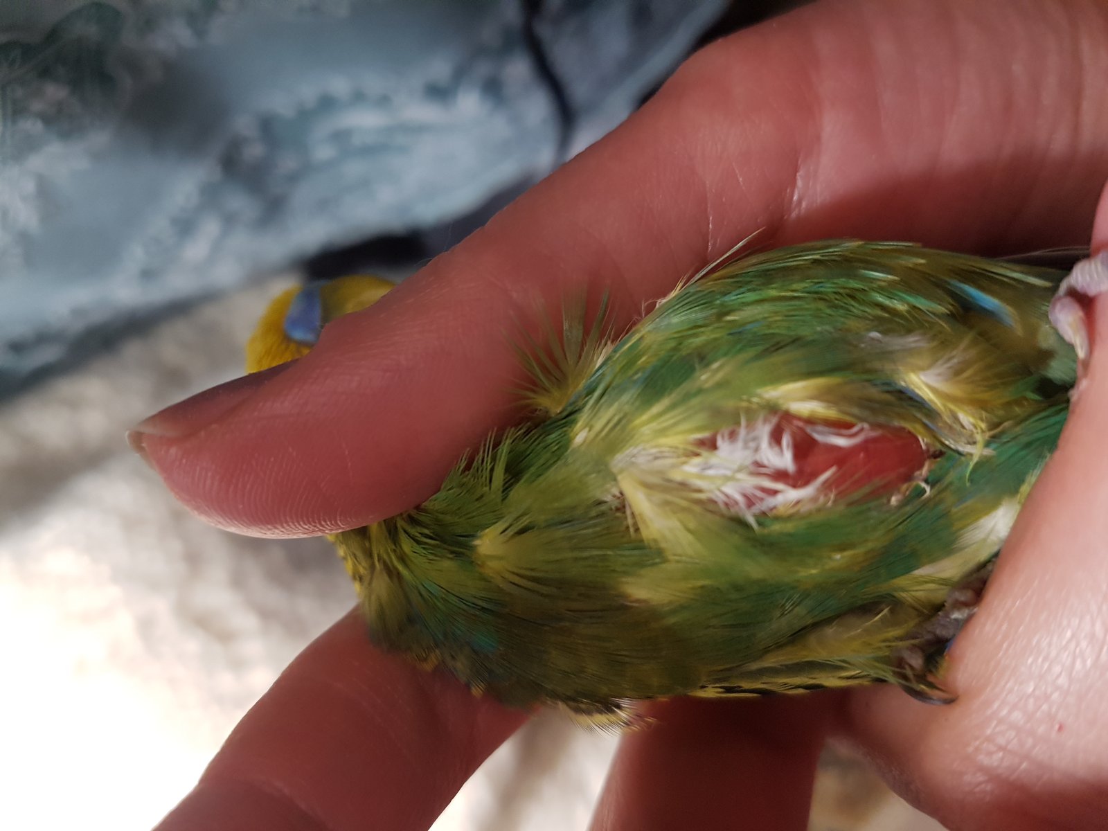 Лечение зоба у попугая в домашних условиях