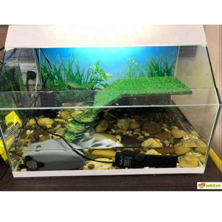 Как выбрать аквариум для красноухой черепахи