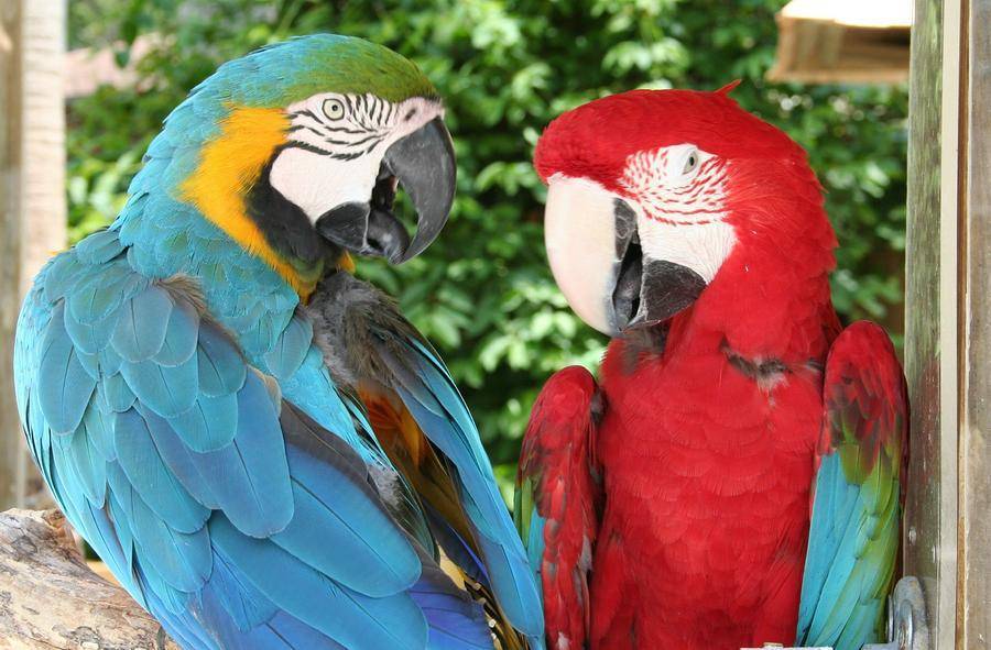 Говорящие попугаи для дома, какие виды легче научить
