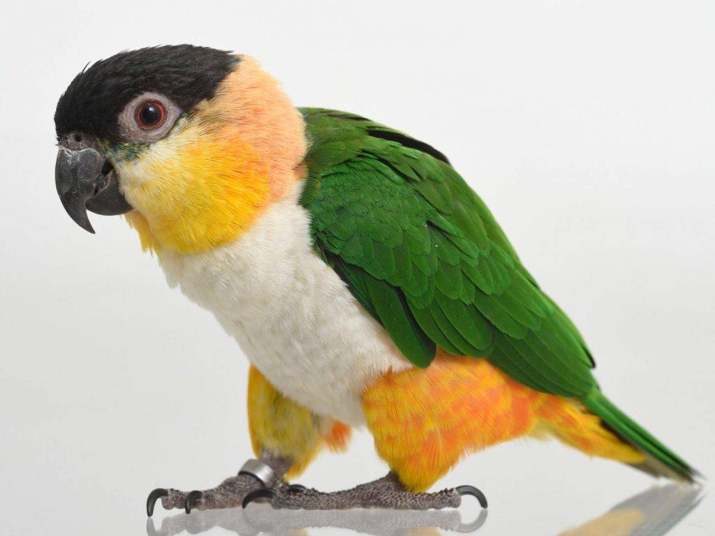 Черноголовый попугай каик - описание, фото, уход и содержание