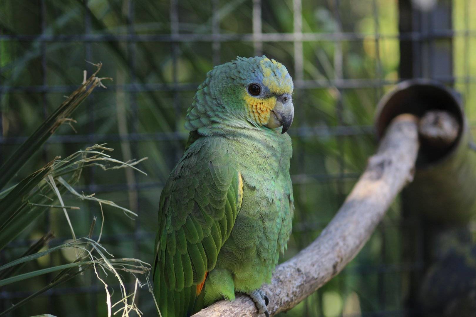 Амазон, шумный попугай ⋆ всё о домашних животных!
