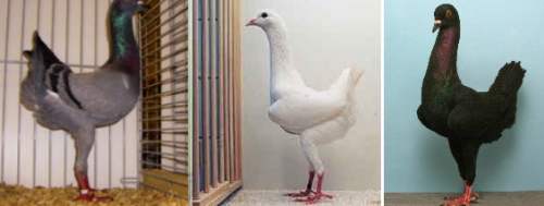 Породы голубей - разведение и содержание голубей - птицеводство - собственник