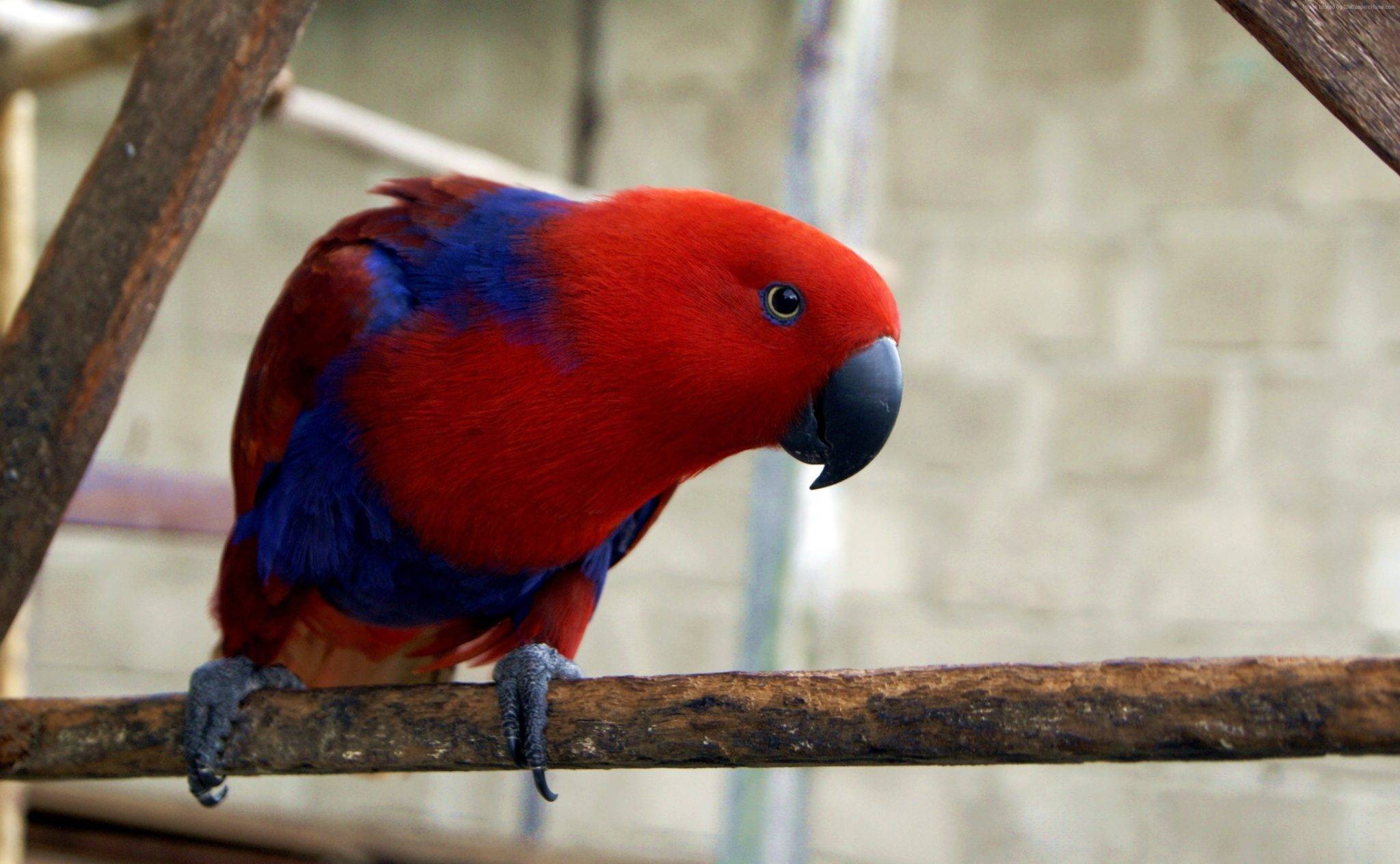 Попугай эклектус: благородный зелёно-красный попугай