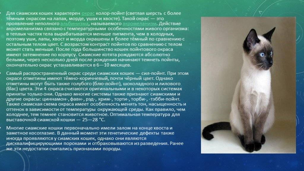 Содержание сиамской кошки | блог ветклиники "беланта"
