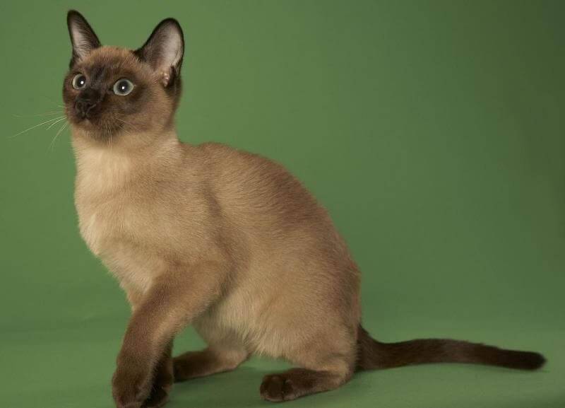 Тонкинская кошка: 85 фото породы и ее характеристика. особенности ухода за кошкой
