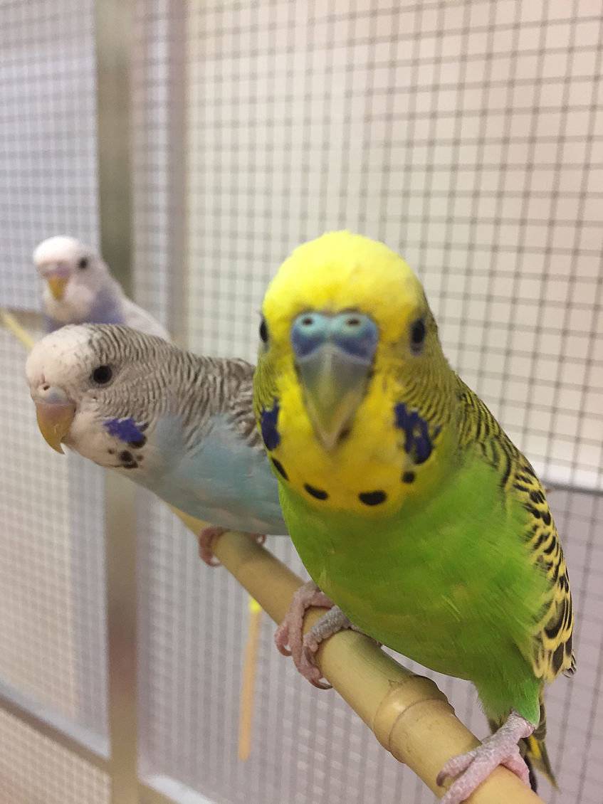 Как ухаживать за волнистым попугаем в домашних условиях?