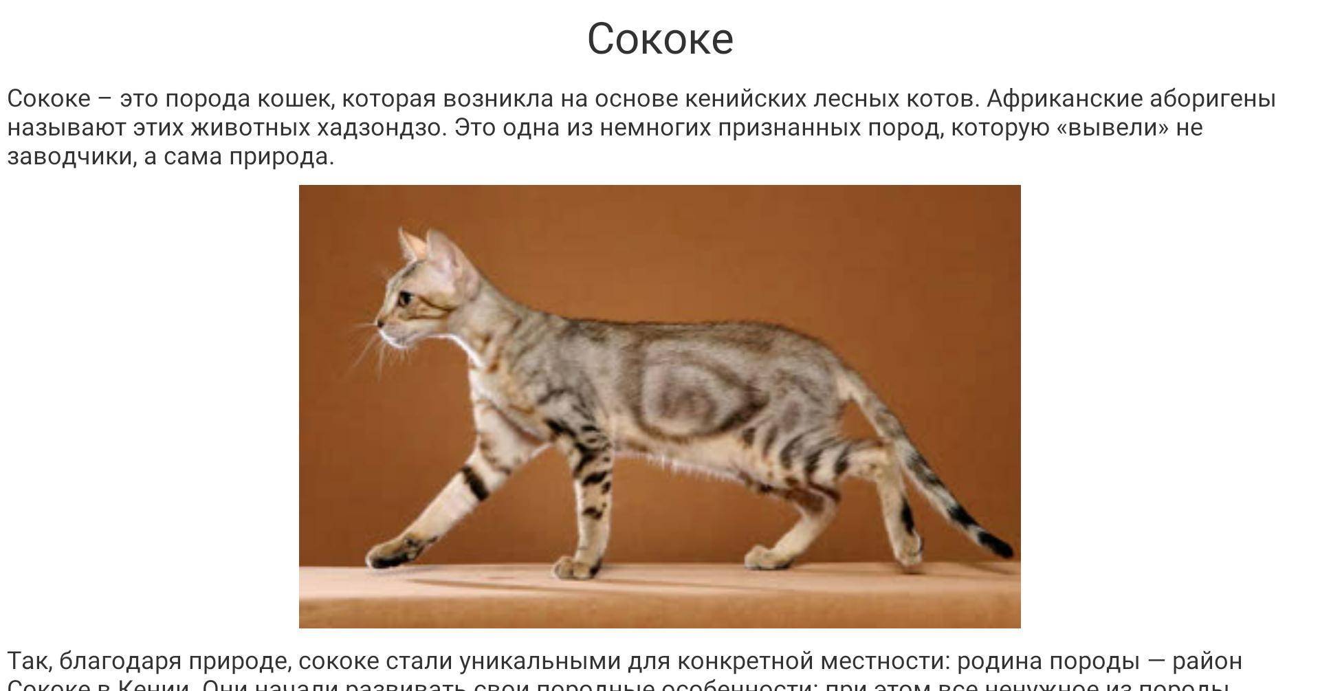 Сококе (соукок, кенийская лесная кошка): описание породы, фото, стандарты, характер и поведение