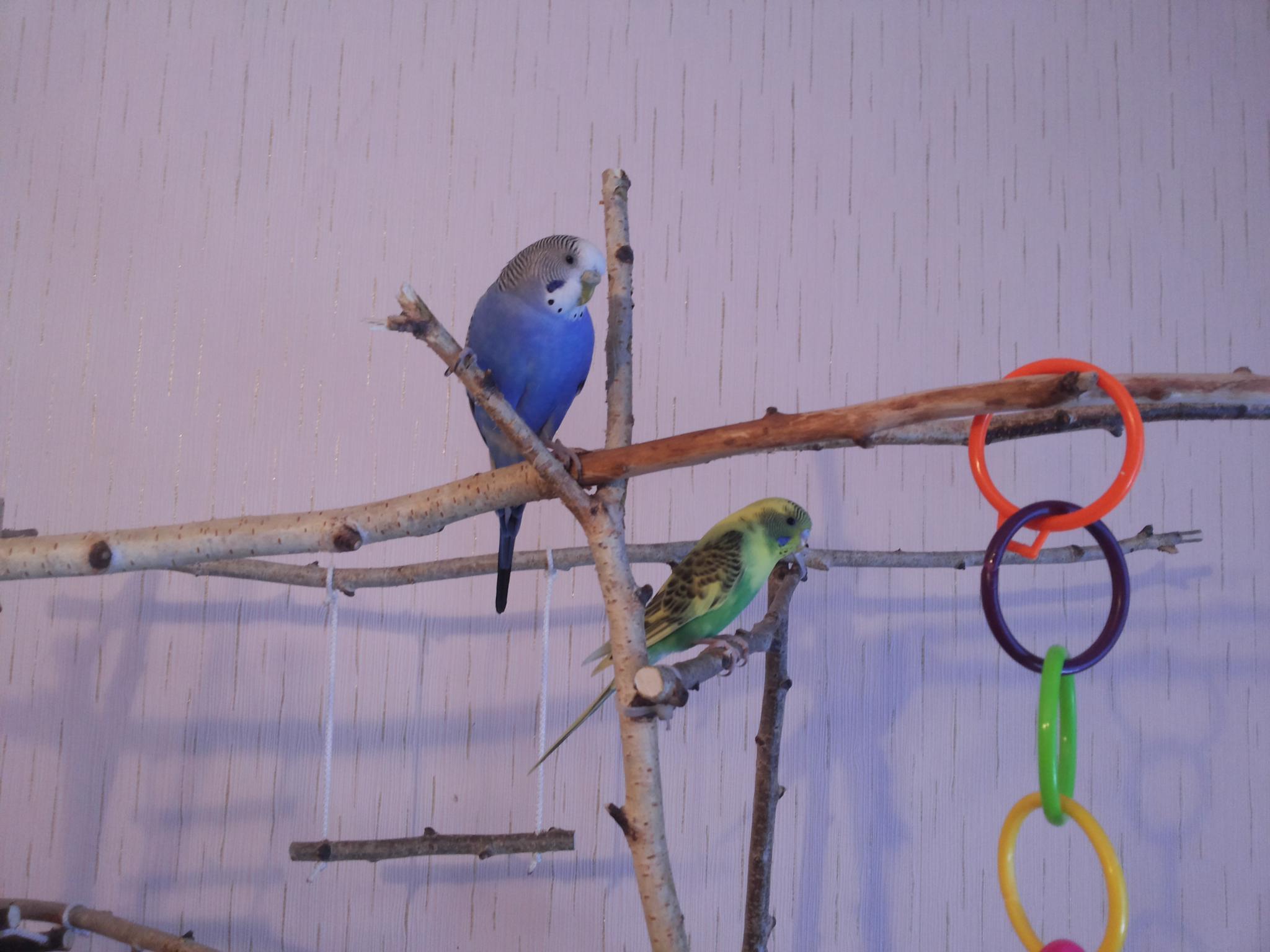 Как обработать дерево для попугая. какие ветки можно давать попугаям? правильное расположение и крепление жёрдочек в клетке