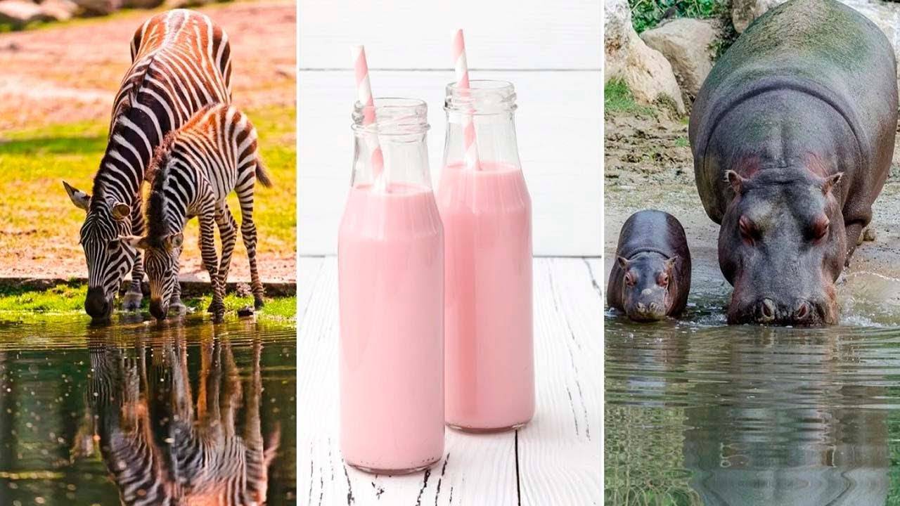 Оказывается, у бегемотов розовое молоко. молоко бегемотов — мифы, домыслы, суждения