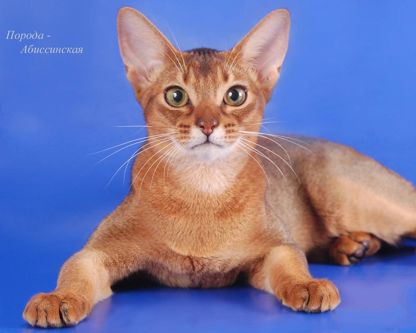 Абиссинская кошка - внешность, характеристики шерсти и окрас, содержание и рацион питания