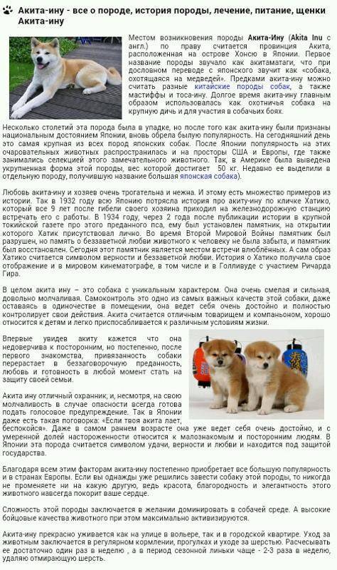 Акита ину: описание и характеристика породы, особенности воспитания собаки и отзывы владельцев