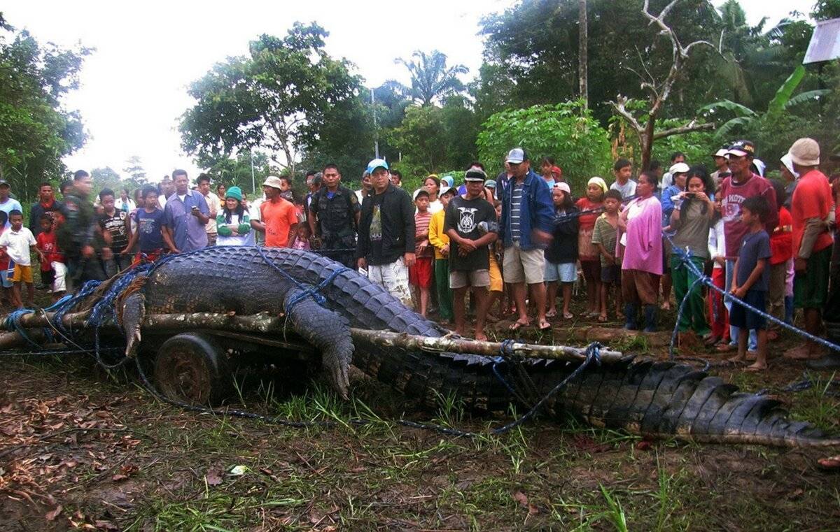 Топ-10 самых больших крокодилов в мире