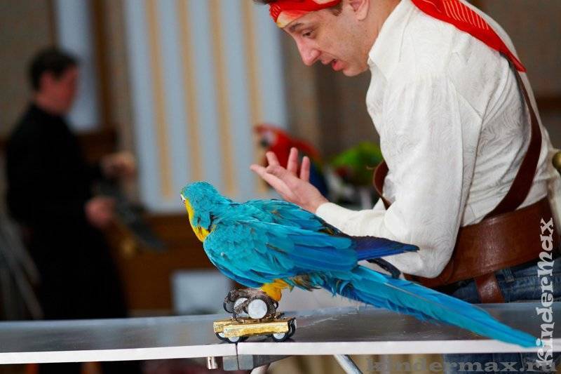 (новое руководство) как приручить попугая к рукам, способы дрессировки обучение взрослого попугая в домашних условиях