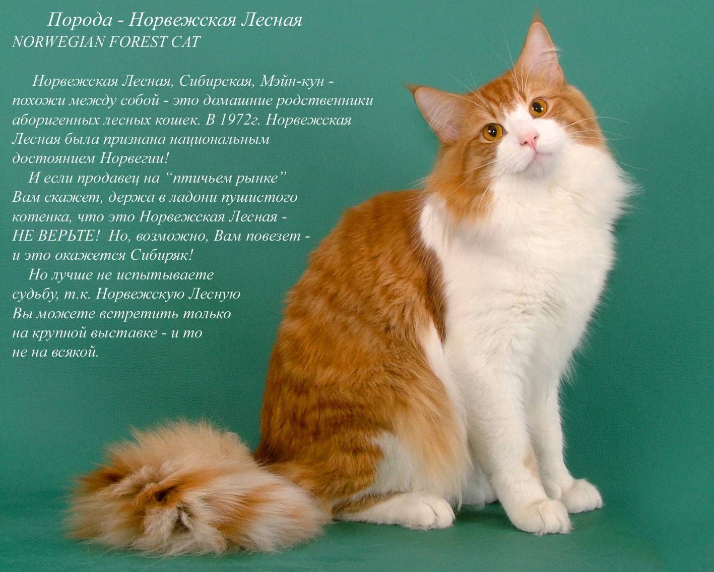 Как определить породу кошки - энциклопедия про кошек и собак
