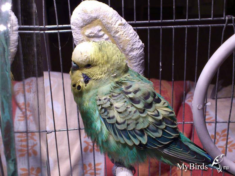 Дрожь и взъерошенные перья у попугая. причины подобного состояния, вероятные опасности