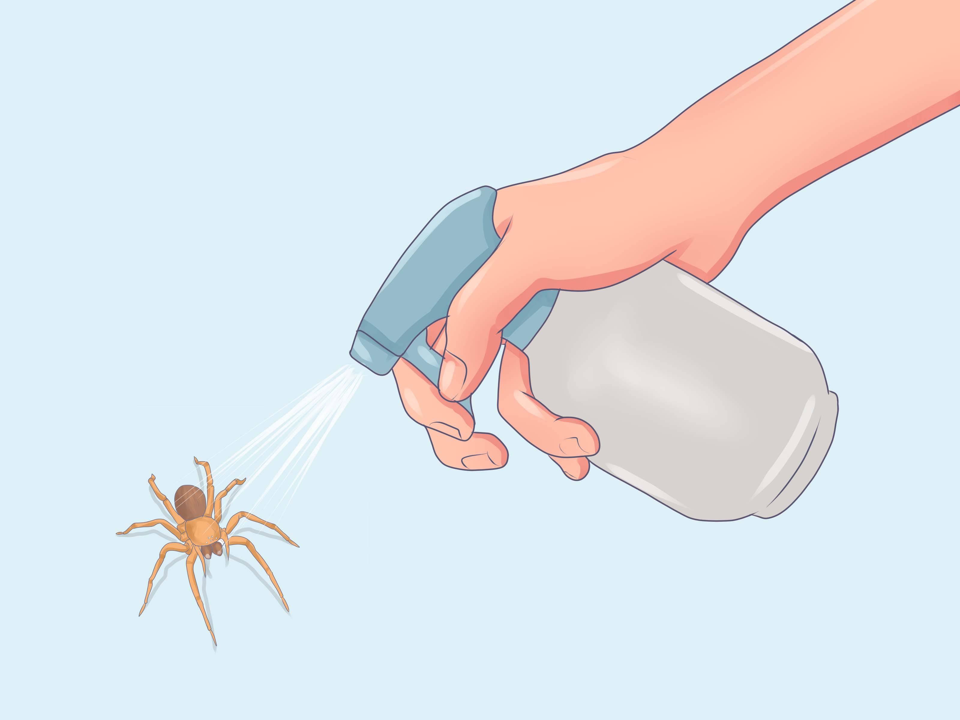 Как избавиться от пауков в доме: популярные способы