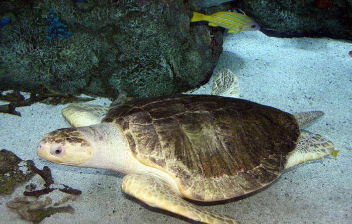 Кожистая черепаха (описание вида, размножение, питание)