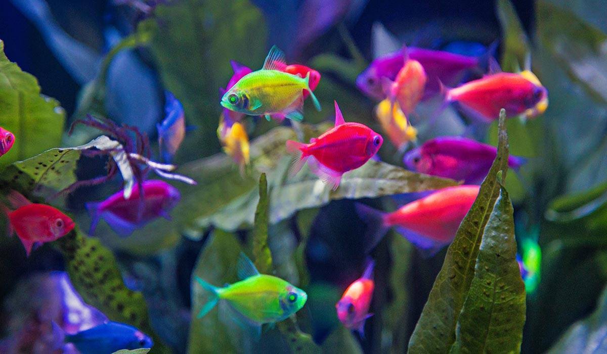 Рыбки глофиш — самые яркие обитатели аквариума