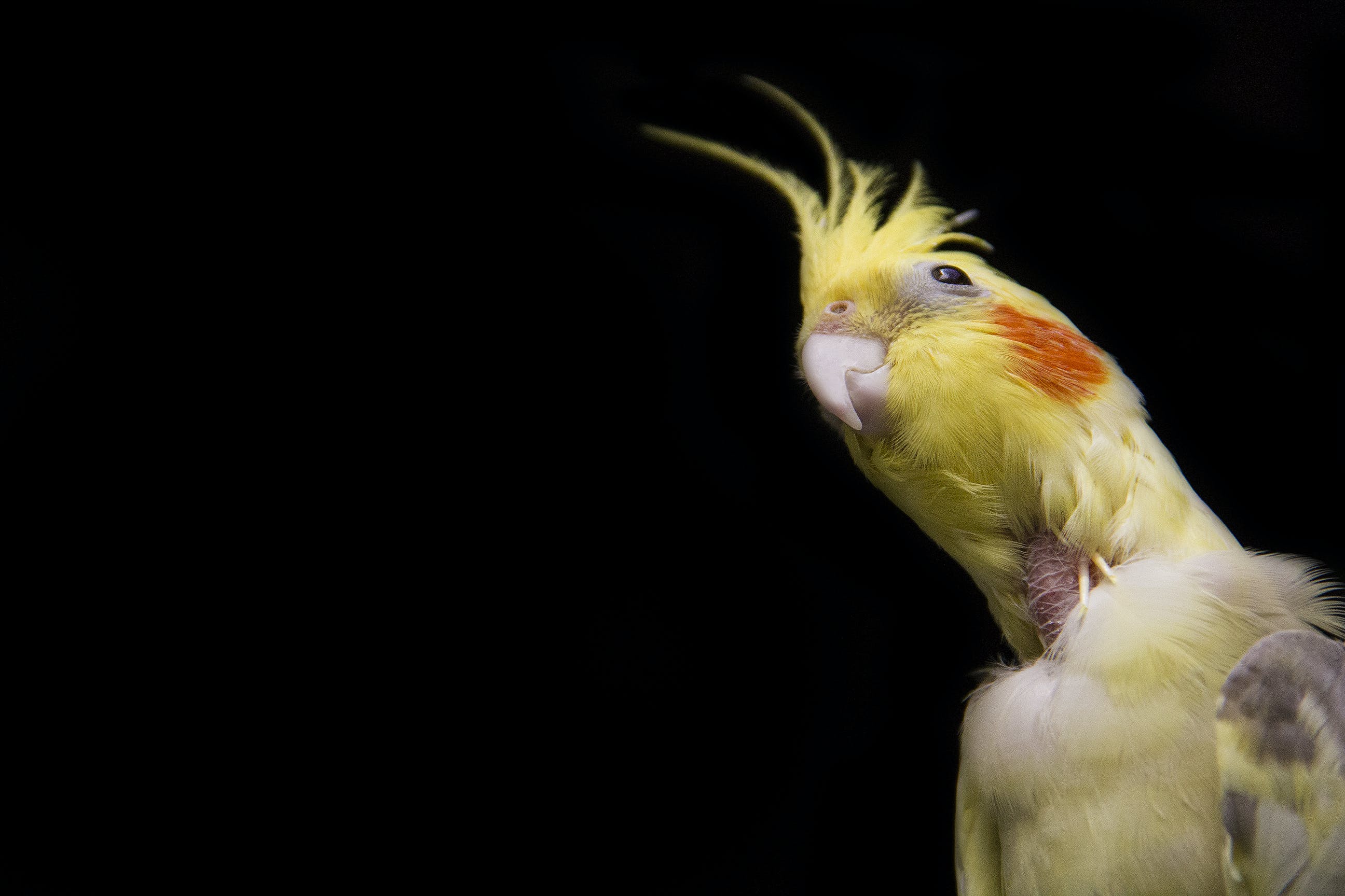 Школа попугая корелла – учимся говорить, петь и танцевать