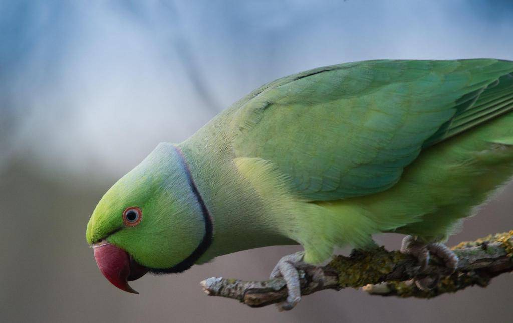 Какие породы попугаев самые маленькие?