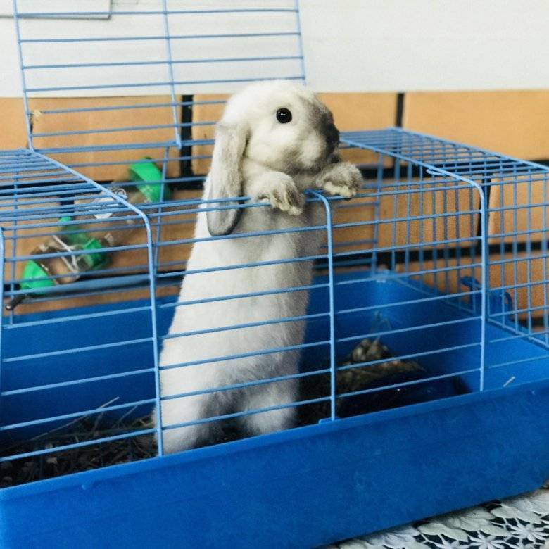 Карликовый баран (вислоухий кролик): фото, описание, отзывы