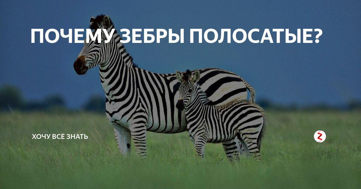 Зачем зебрам нужны черно-белые полосы? - hi-news.ru