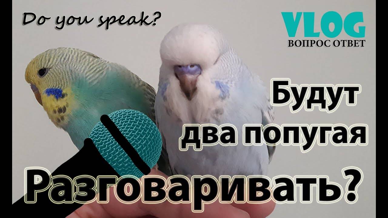 Как научить волнистого попугая разговаривать