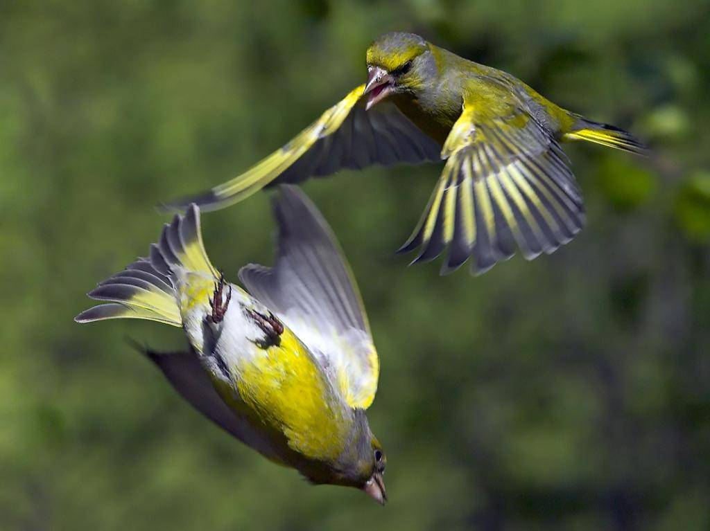 Зеленушка обыкновенная: описание птицы и фото, условия размножения и среда обитания