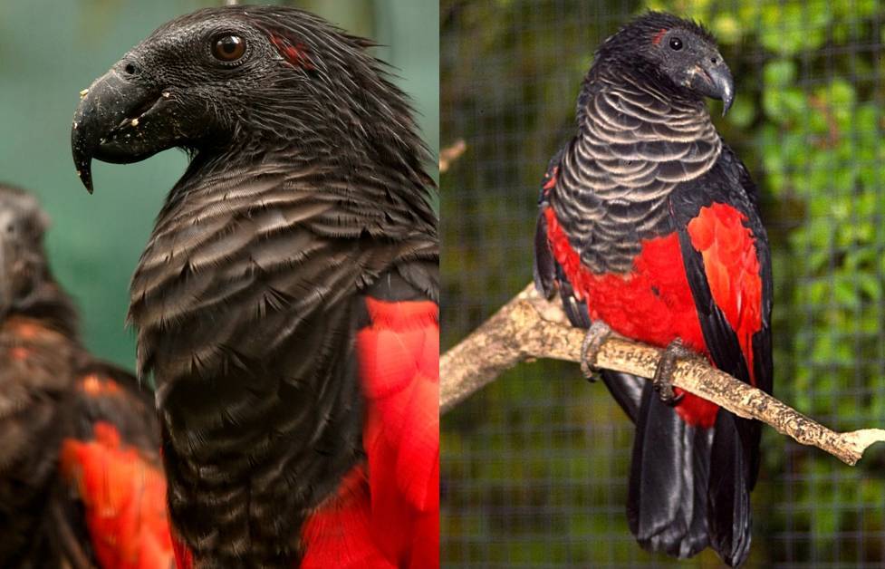 ? топ-20 самых красивых попугаев в мире