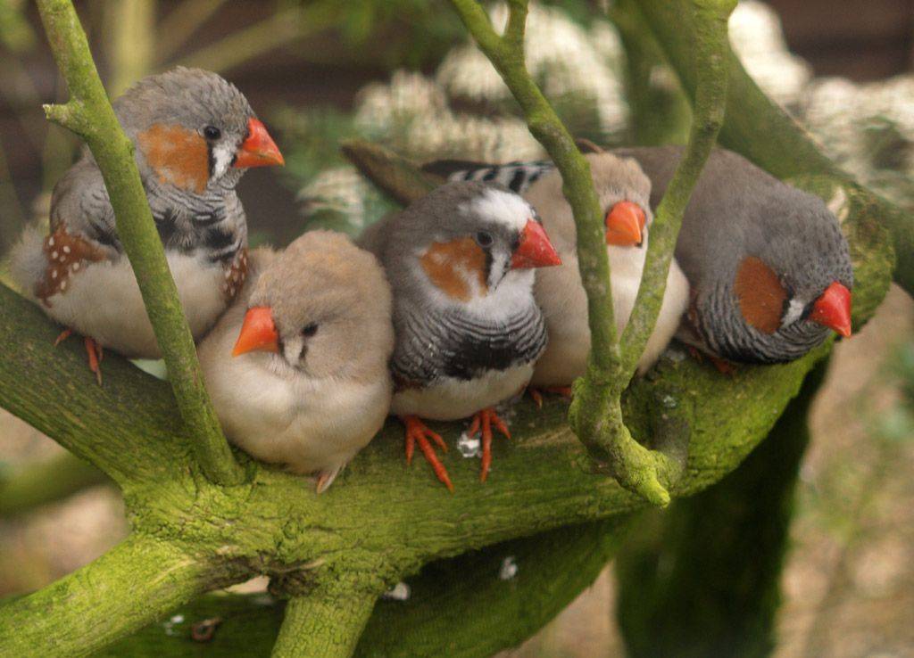 Птенцы амадинов: как выглядят и растут, чем кормить, как ухаживать, когда отсаживать