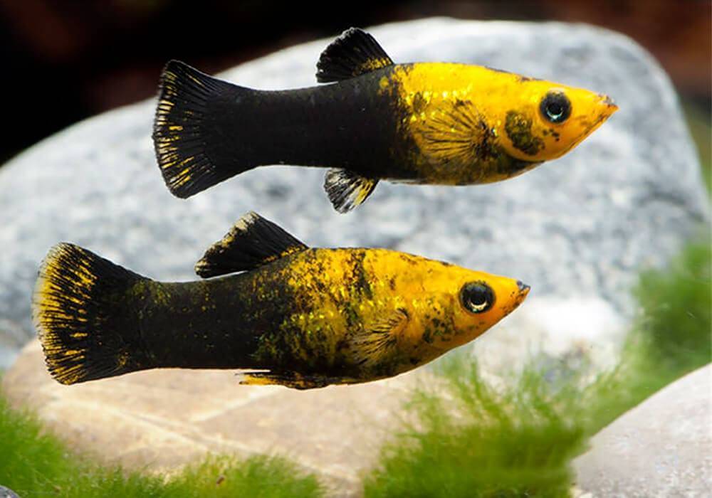 Моллинезия черная (рыбка): отличия самца от самки, размножение, беременная самка, болезни, содержание в общем аквариуме, мальки