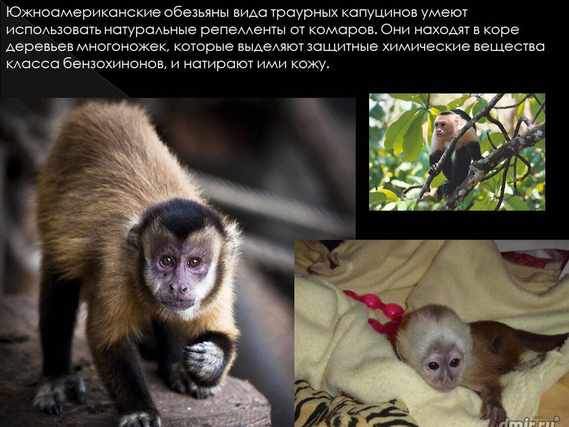 Обезьяна капуцин - capuchin monkey - abcdef.wiki