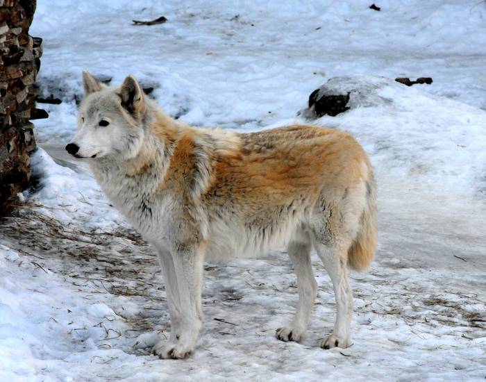Рыжий волк (фото): как выглядит, где обитает, чем питается и интересные факты
