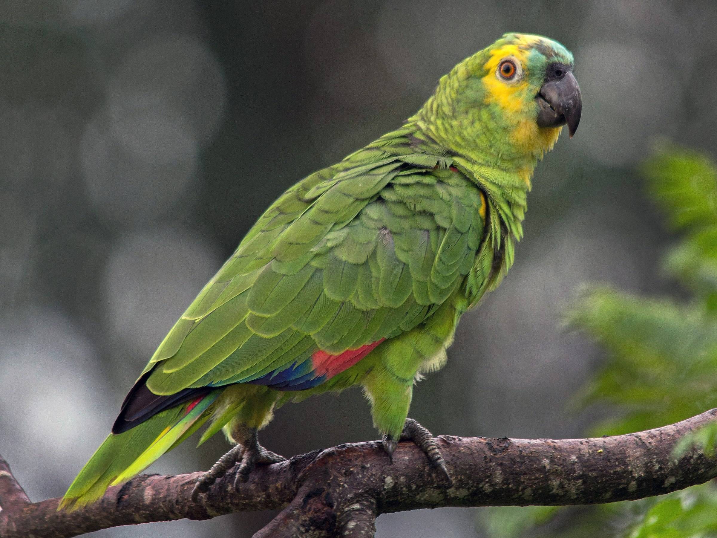 Попугай амазон. образ жизни и среда обитания попугая амазон | животный мир