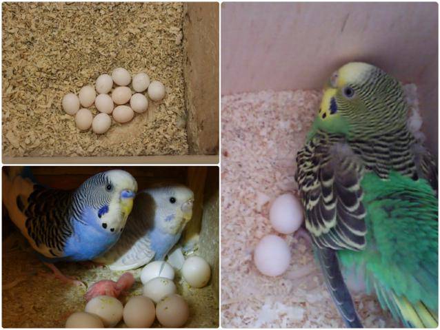 Сколько дней и как высиживают яйца волнистые попугаи [новое исследование]