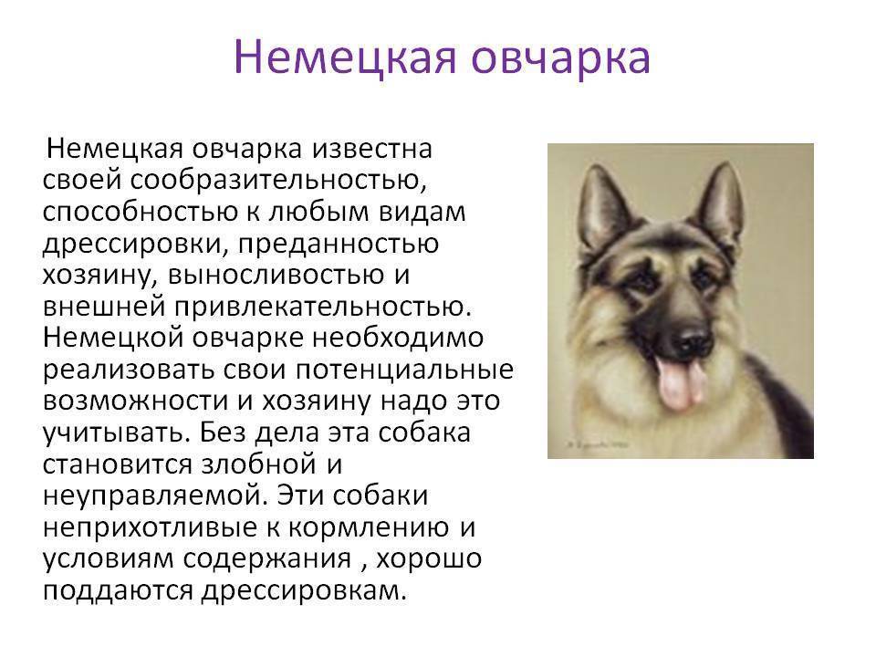 Как выбрать щенка: выявляем тип характера собаки