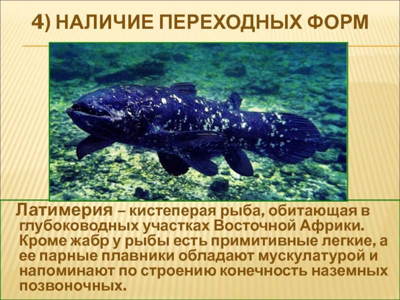 Меч-рыба – фото, описание, ареал, рацион, враги, популяция