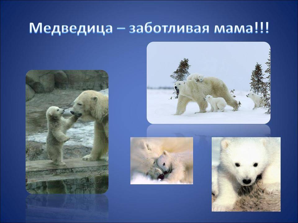 Обитают ли полярные медведи на южном полюсе?