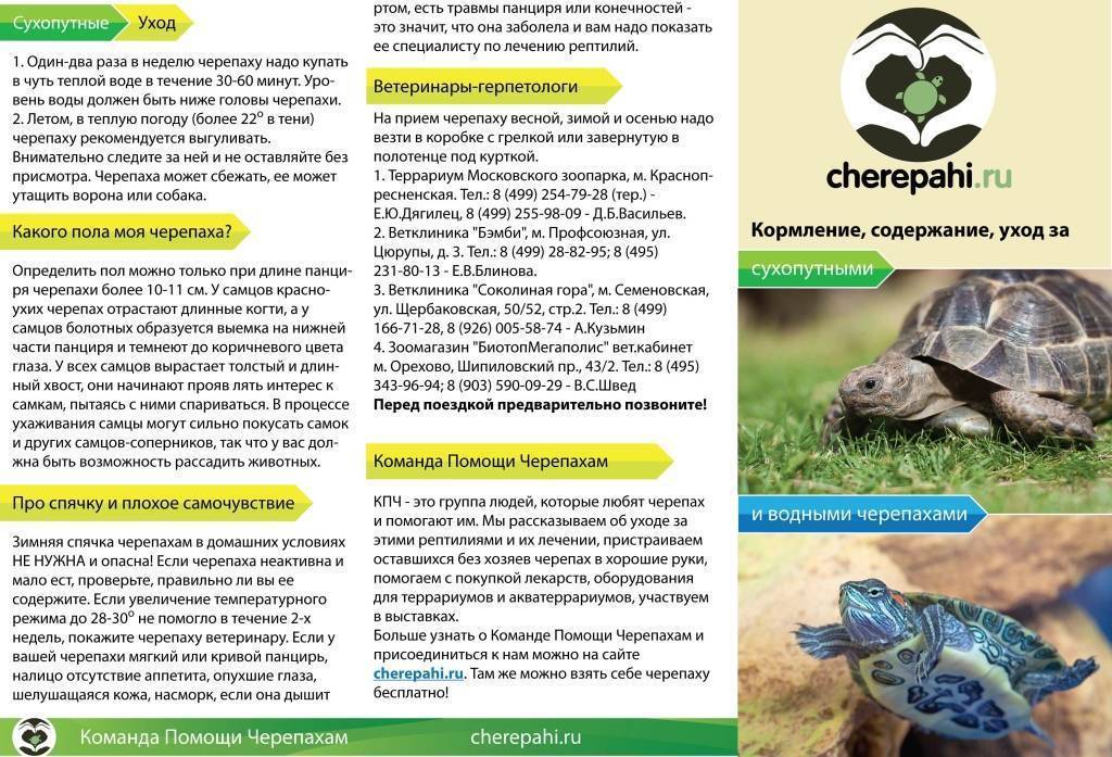 Как ухаживать за водяными черепахами: 9 шагов. водные черепахи в домашних условиях - уход, содержание