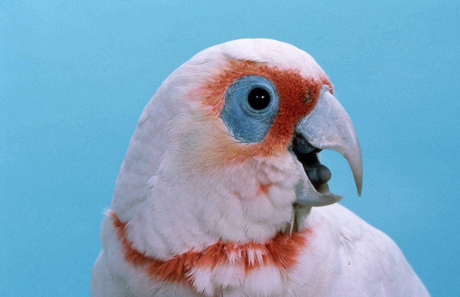 Волнистый попугай нахохлился, закрывает глаза, дрожит и отвернул голову: причины, нужно ли что-то делать