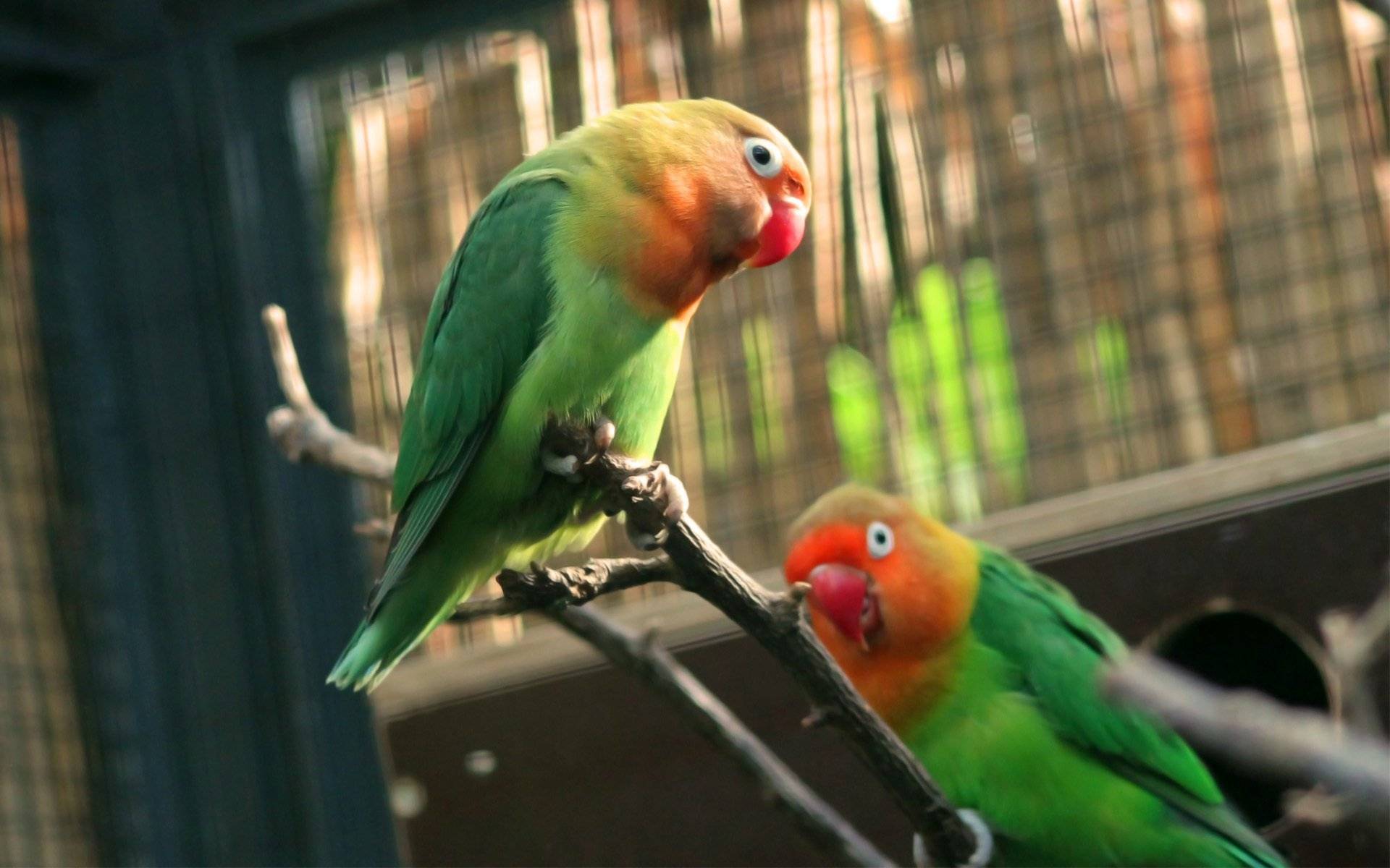 Виды попугаев неразлучников c фото: все разновидности