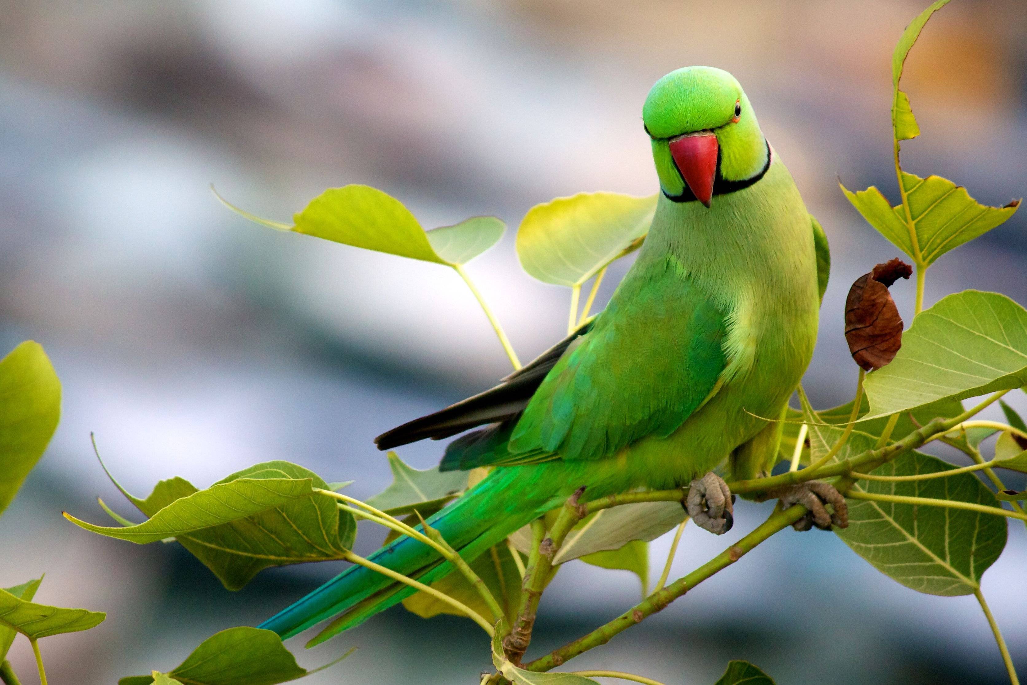 Уход и содержание ожереловых попугаев в домашних условиях. обучение и размножение