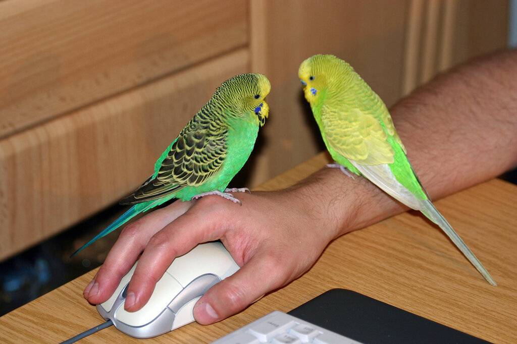 Как приручать волнистых попугаев - wikihow
