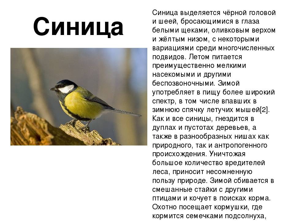 Щегол птица. образ жизни и среда обитания птицы щегол