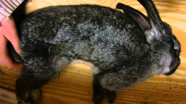 Болезни кроликов симптомы и их лечение +фото, чем болеют и что делать, заболевания опасные для человека
