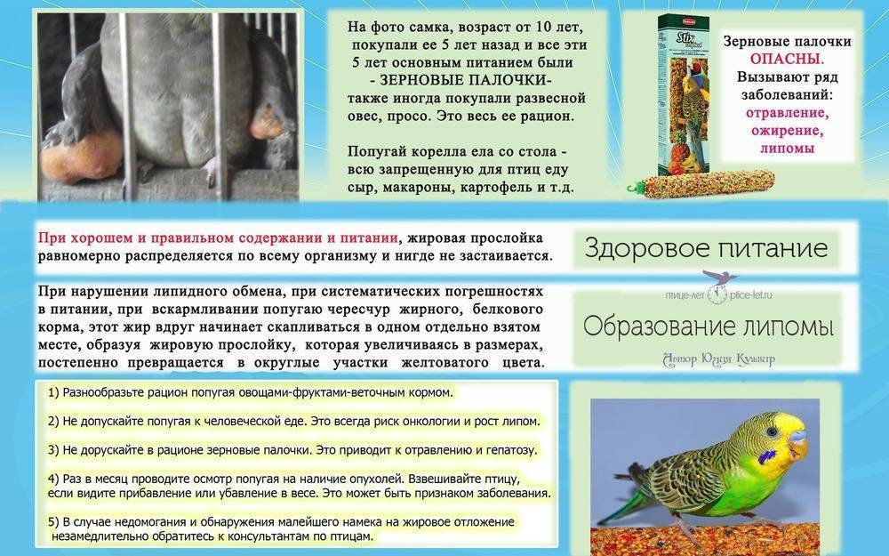 Как и чем кормить волнистого попугая | блог на vetspravka.ru